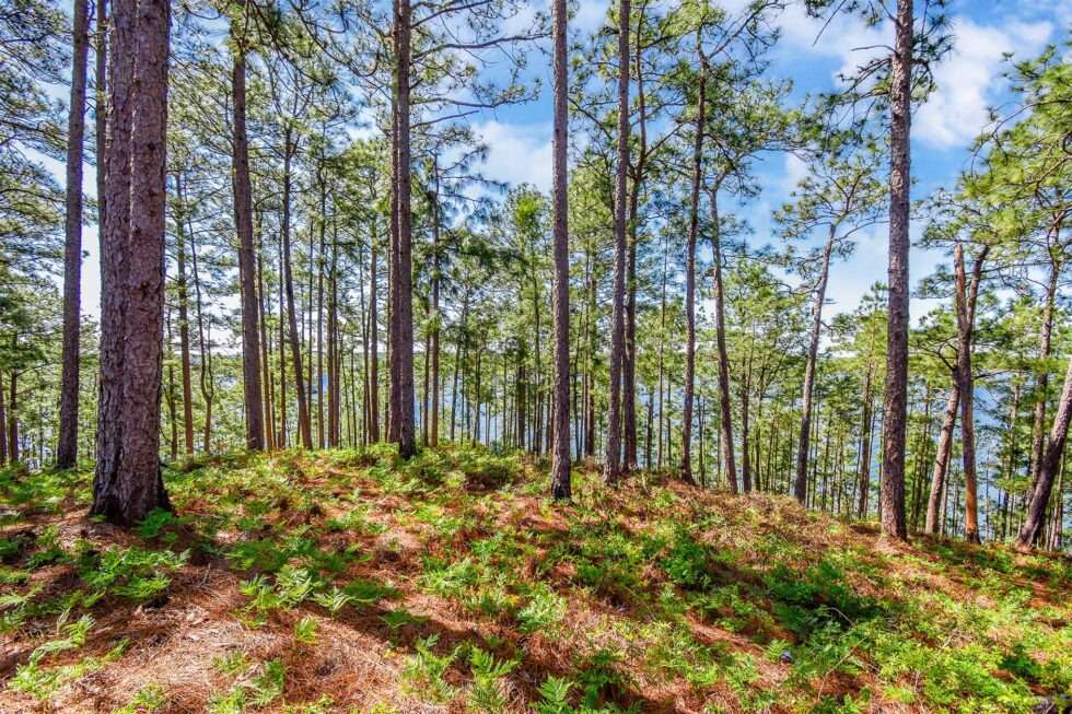 Discover Longleaf Ridge Lake Martin Land Co.